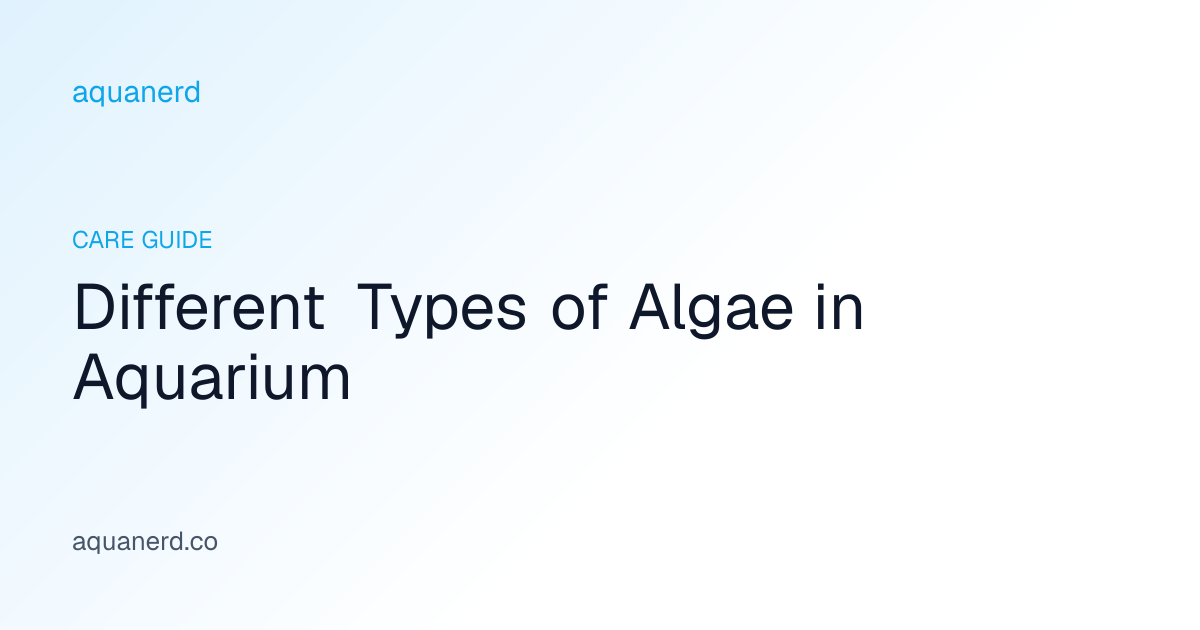Different Types of Algae in Aquarium: ID Chart and Causes | aquanerd